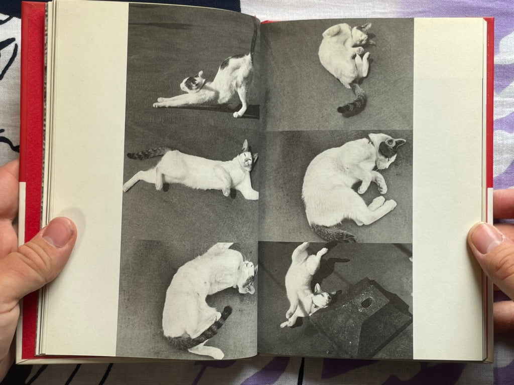 Chiro, My Love - Hardcover by Nobuyoshi Araki (1990)