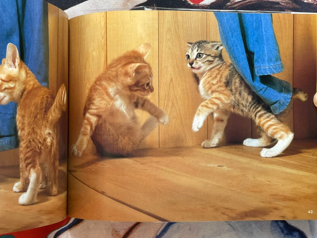 Cat Family by Honda Nobuo (1981)-thumbmail-12