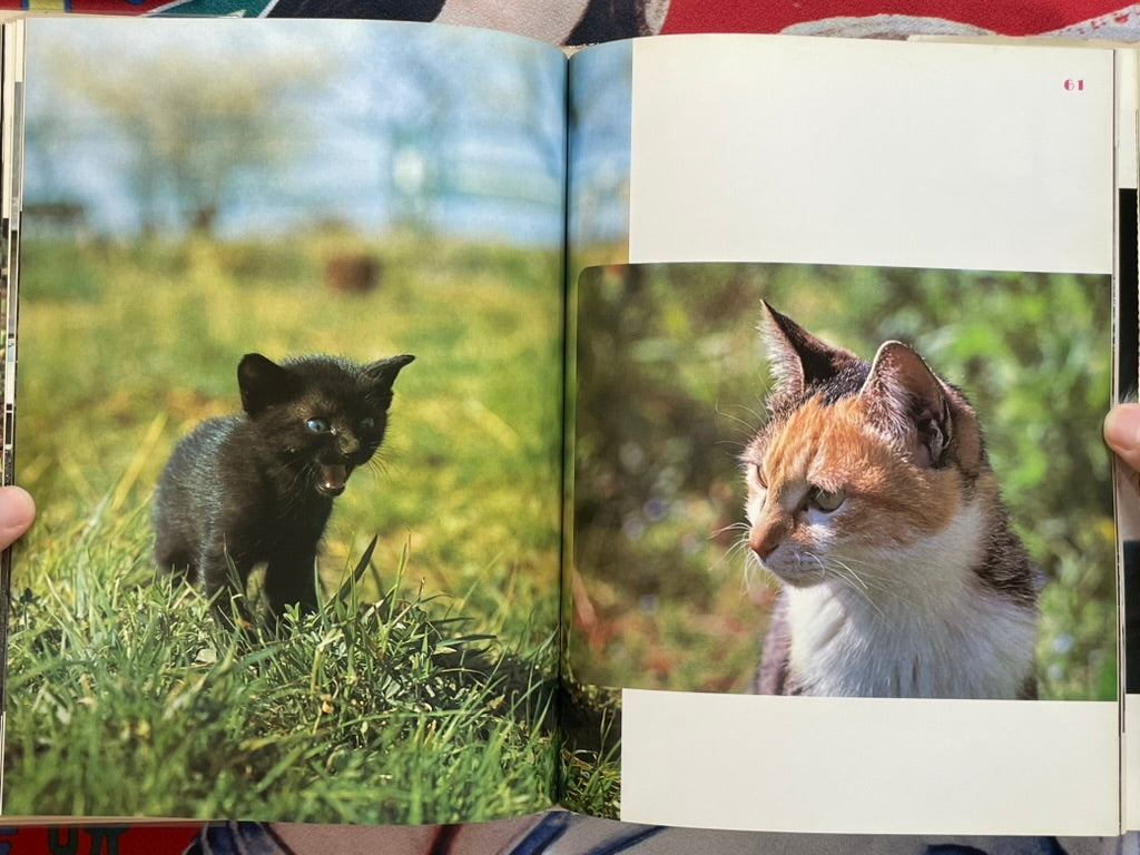 Carefree Japanese Cats - Hardcover by Honda Nobuo (1977)-thumbmail-12