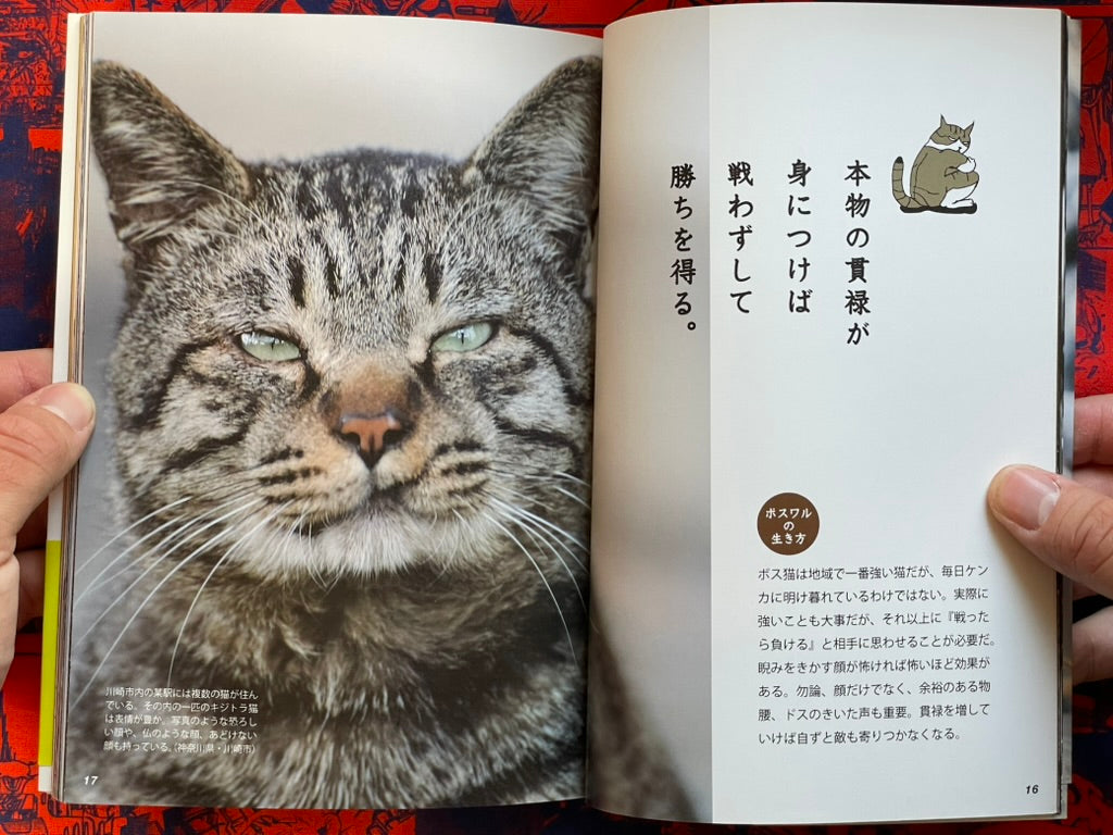 I'm A Bad Cat by Minamihaba Shunsuke (2016)