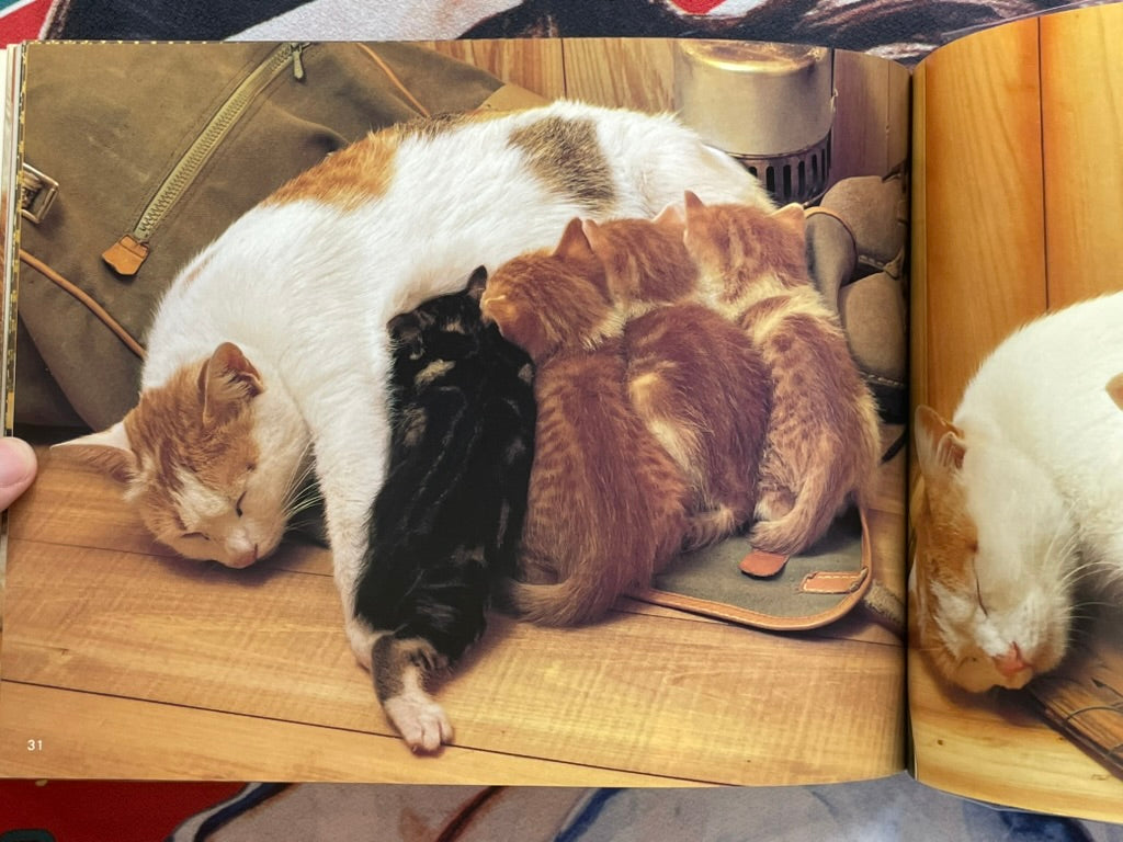 Cat Family by Honda Nobuo (1981)-thumbmail-10