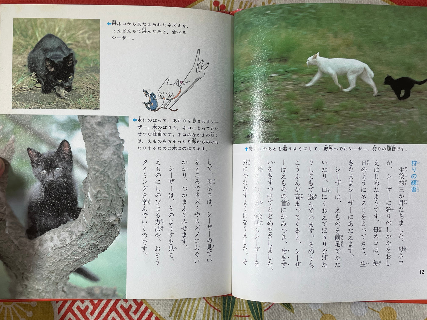 Cat's Life - Hardcover by Yoshino Shin (1980)