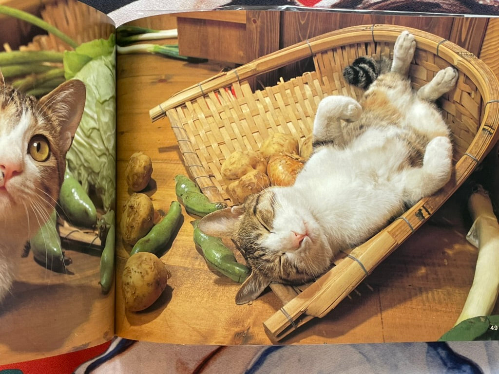 Cat Family by Honda Nobuo (1981)-thumbmail-13