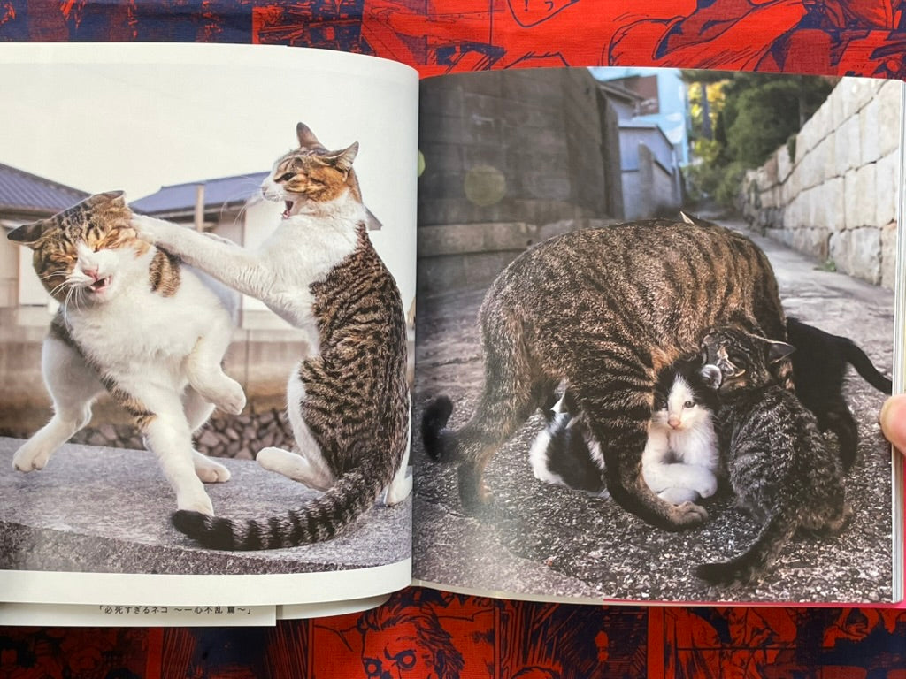 Too Desperate Cats - Single-Minded Edition by Oki Masayuki (2022)