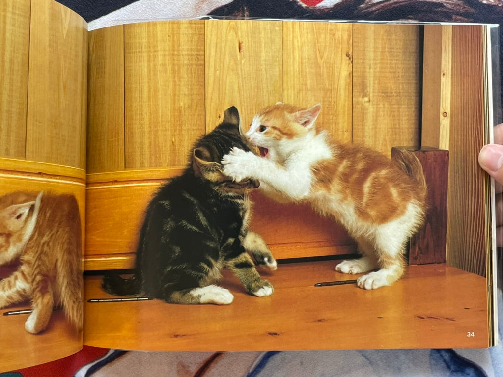 Cat Family by Honda Nobuo (1981)-thumbmail-11