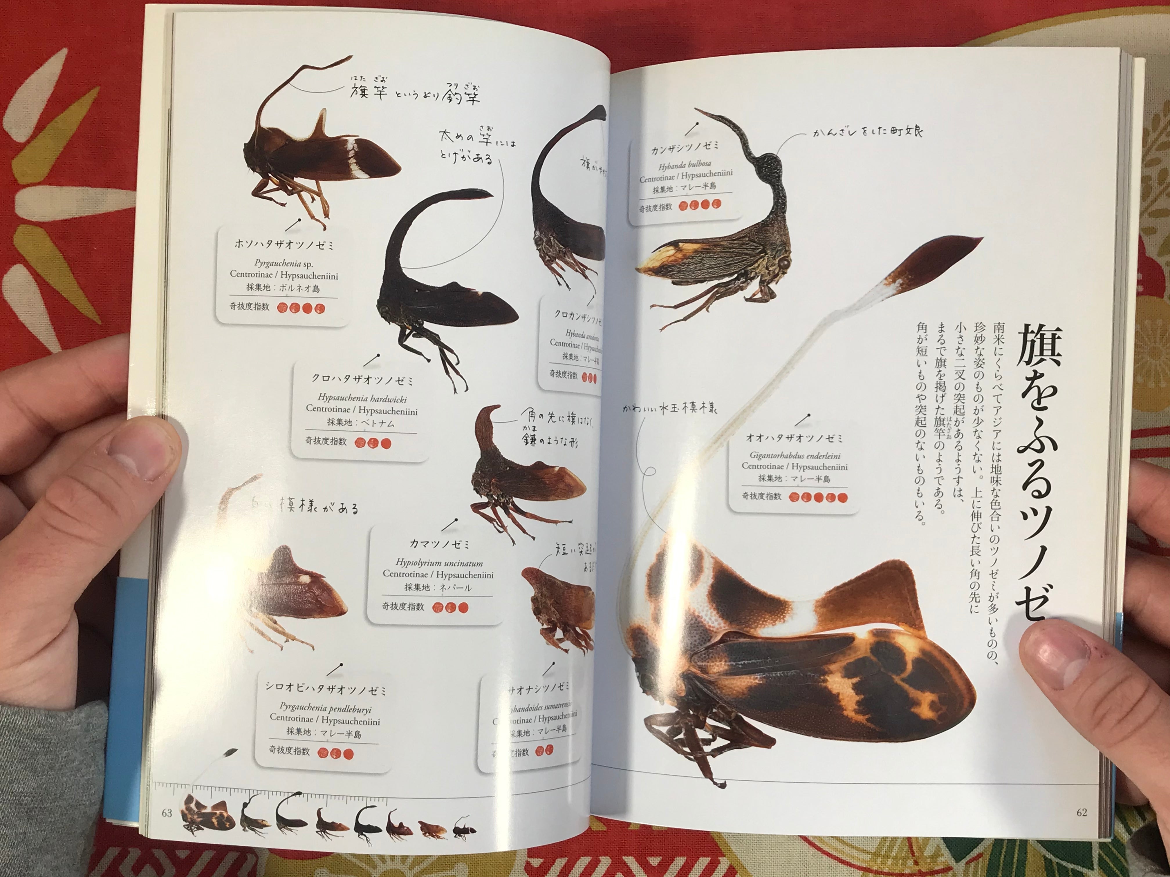 Treehoppers - Incredible Insects by Munetoshi Maruyama