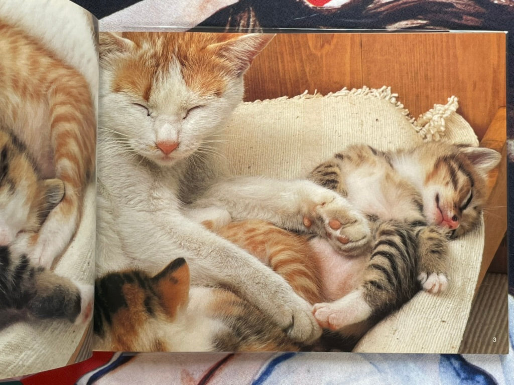 Cat Family by Honda Nobuo (1981)-thumbmail-5