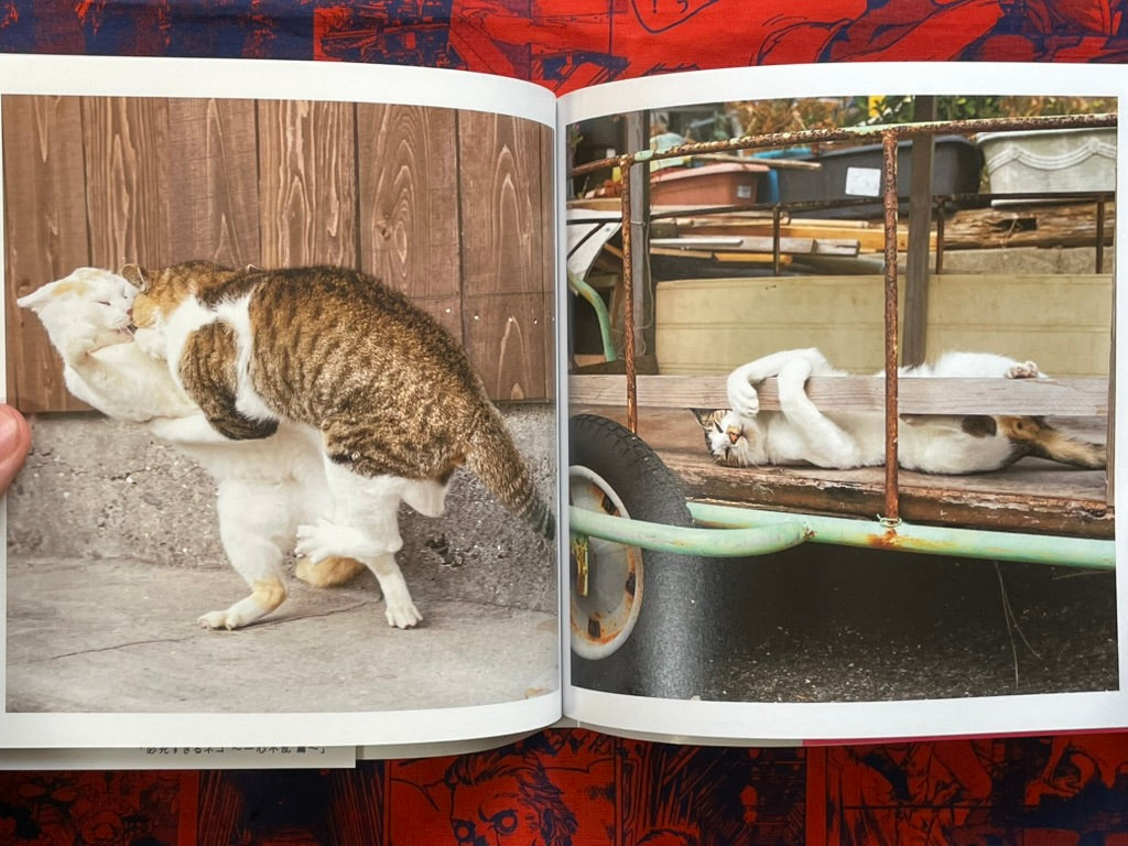 Too Desperate Cats - Single-Minded Edition by Oki Masayuki (2022)