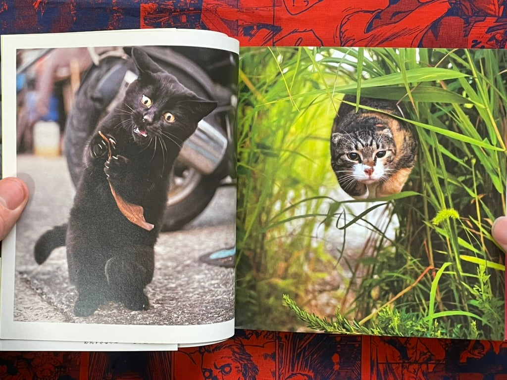 Too Desperate Cats - Single-Minded Edition by Oki Masayuki (2022)