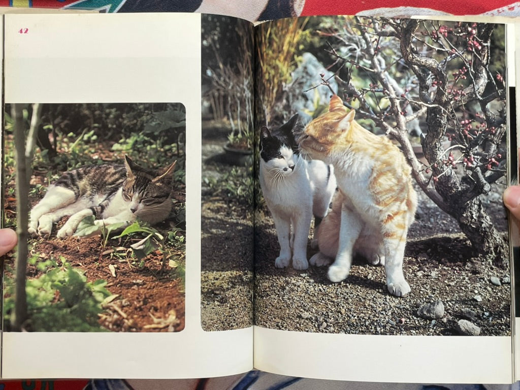 Carefree Japanese Cats - Hardcover by Honda Nobuo (1977)-thumbmail-10