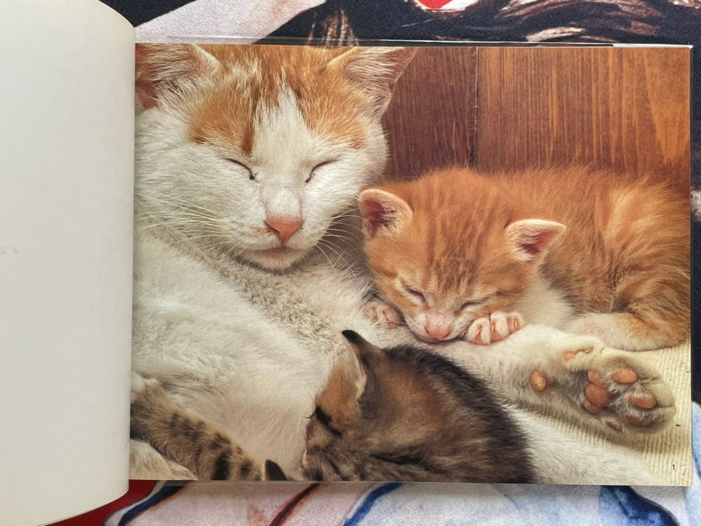 Cat Family by Honda Nobuo (1981)-thumbmail-4