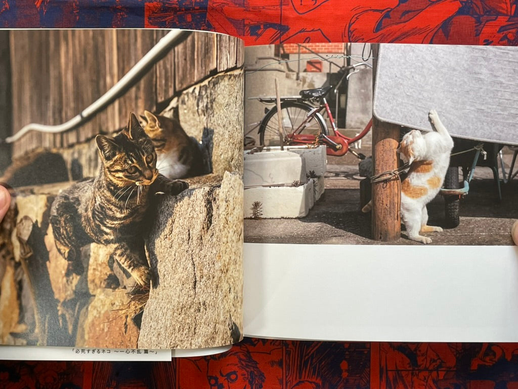 Too Desperate Cats - Single-Minded Edition by Oki Masayuki (2022)