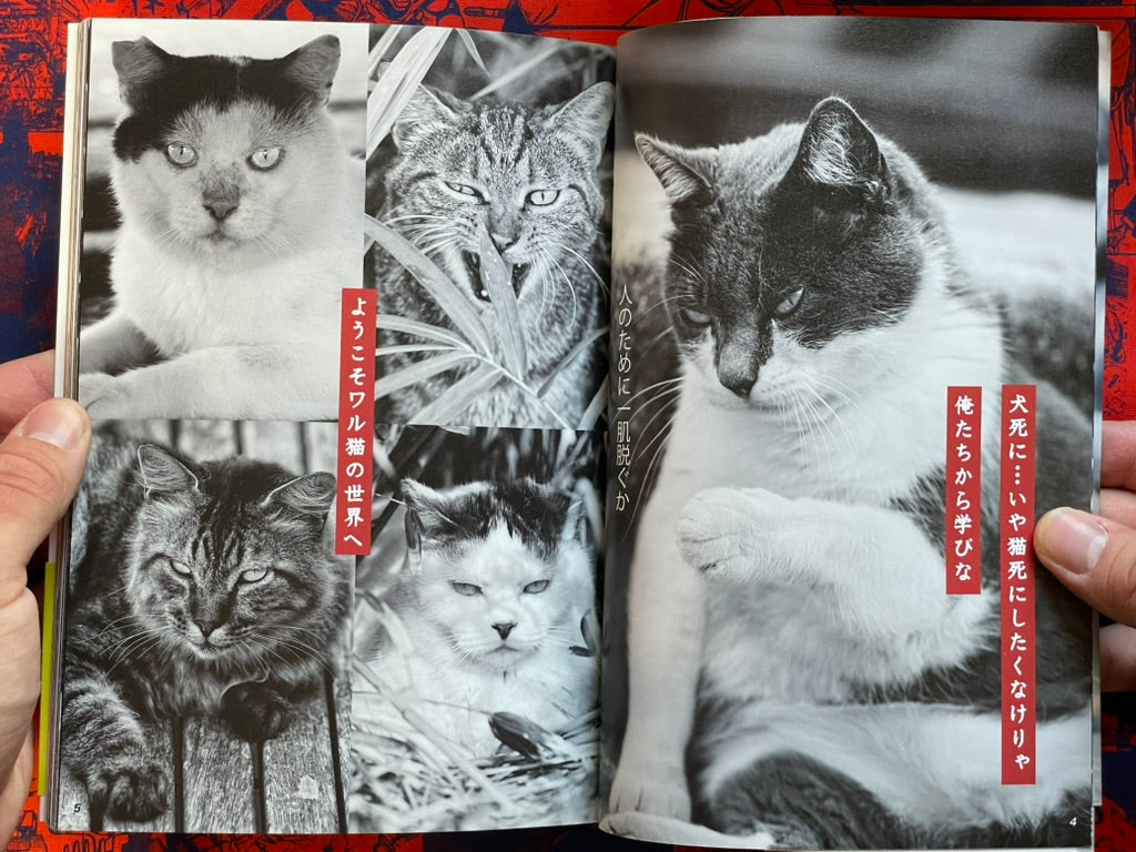 I'm A Bad Cat by Minamihaba Shunsuke (2016)