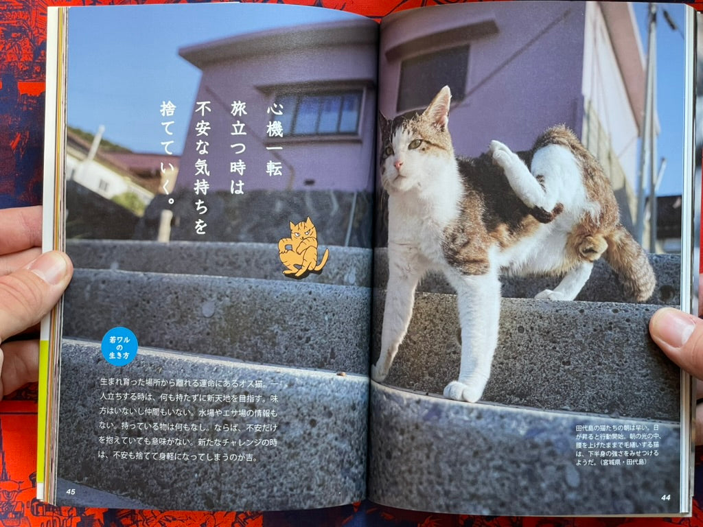 I'm A Bad Cat by Minamihaba Shunsuke (2016)