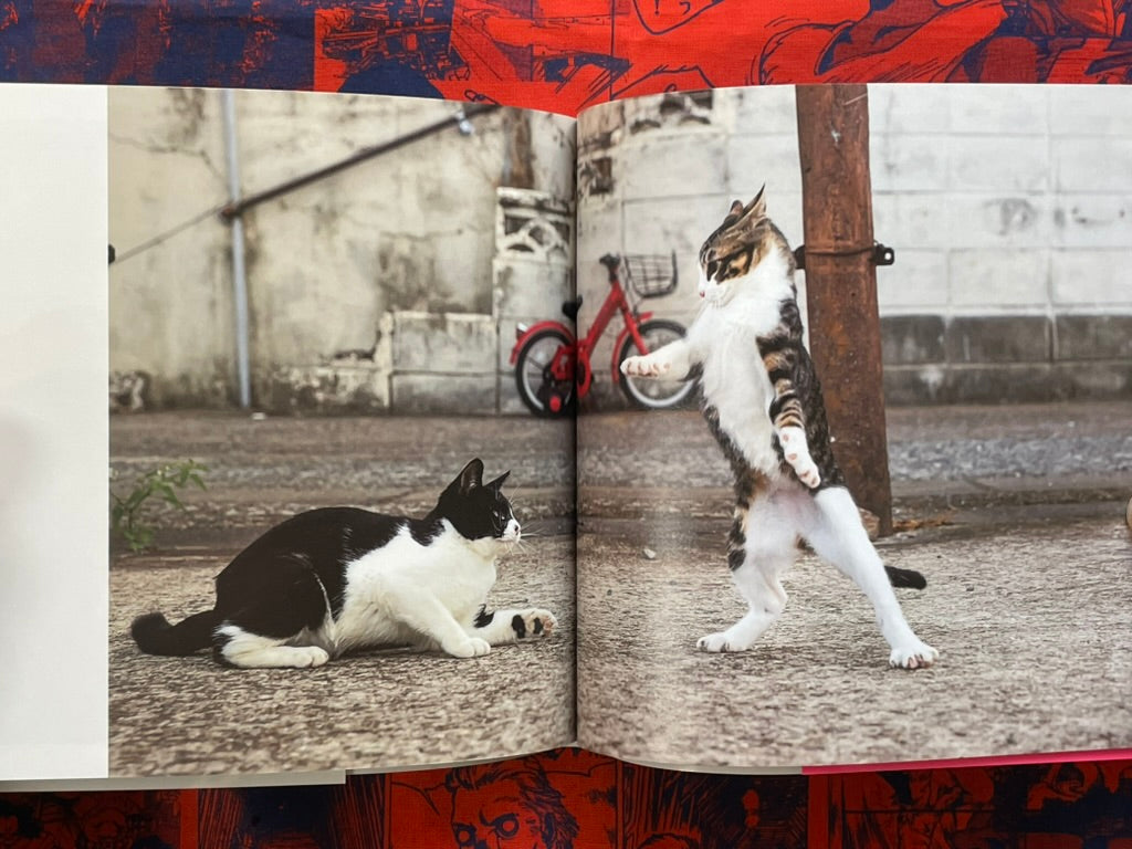 Too Desperate Cats - Single-Minded Edition by Oki Masayuki (2022)