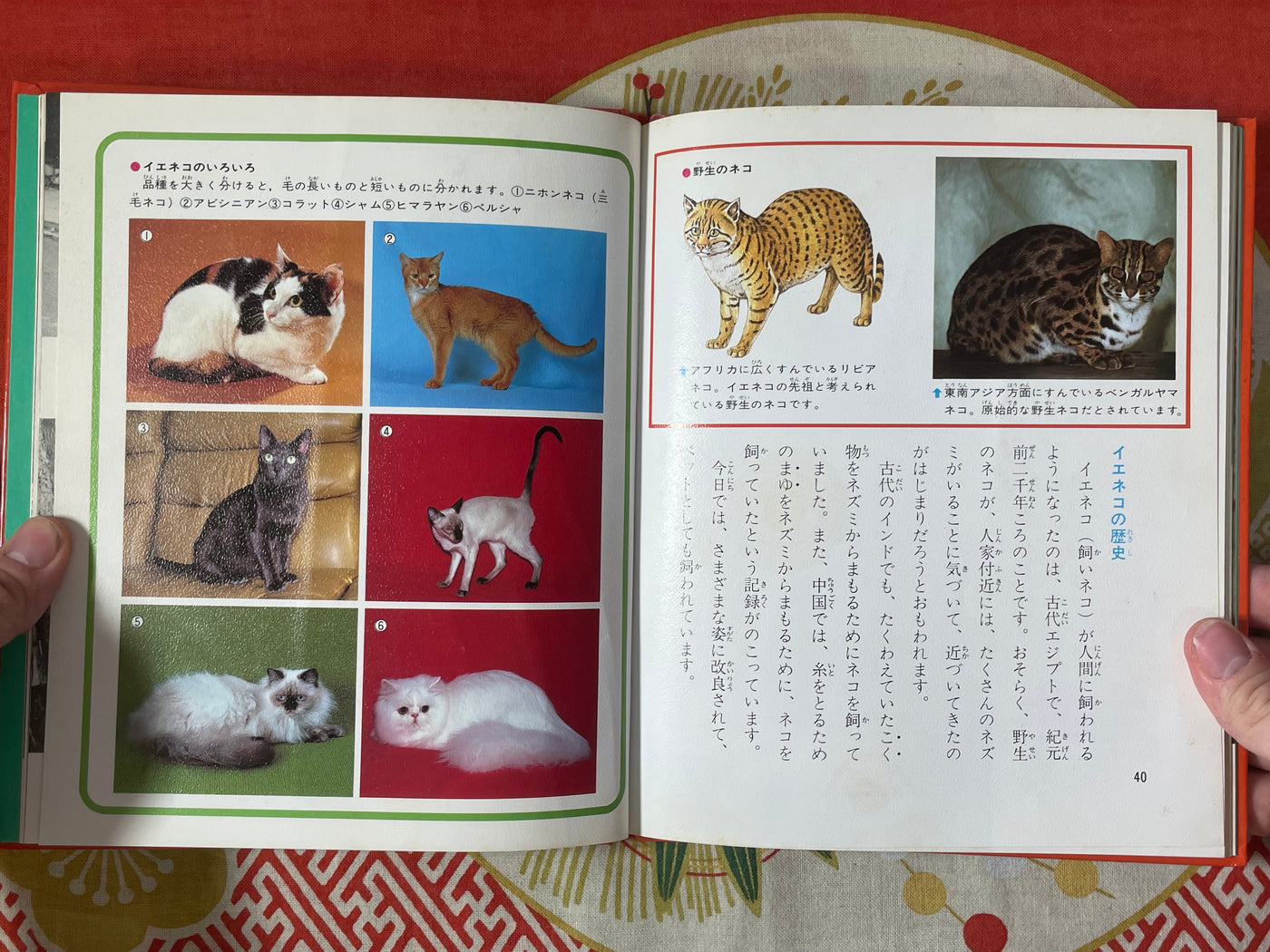 Cat's Life - Hardcover by Yoshino Shin (1980)