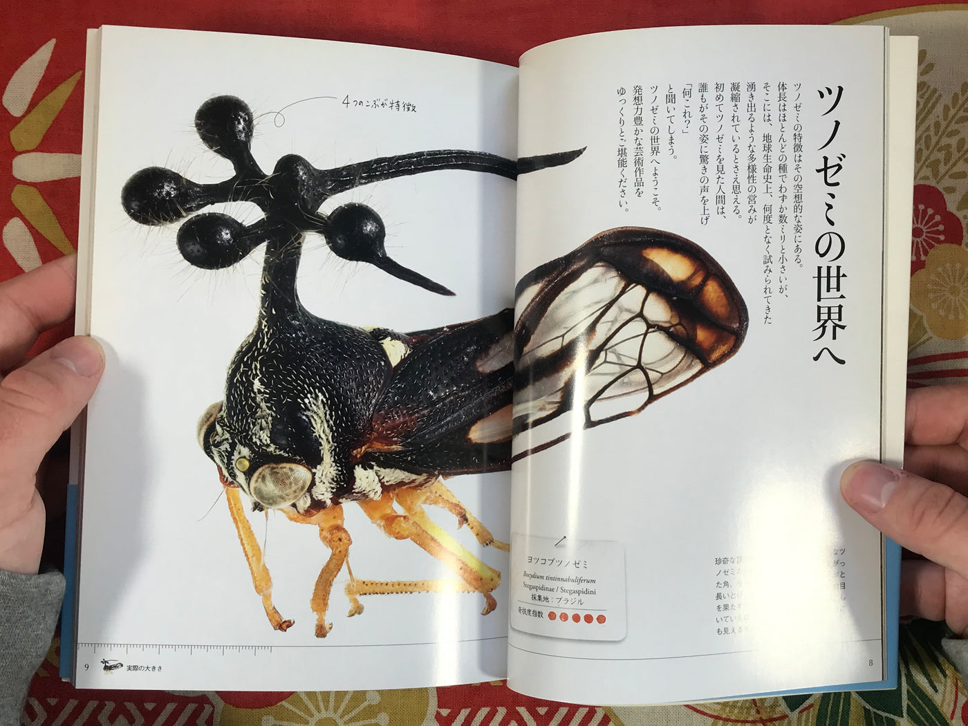 Treehoppers - Incredible Insects by Munetoshi Maruyama