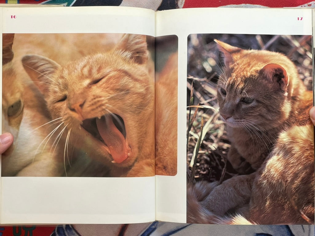 Carefree Japanese Cats - Hardcover by Honda Nobuo (1977)-thumbmail-6