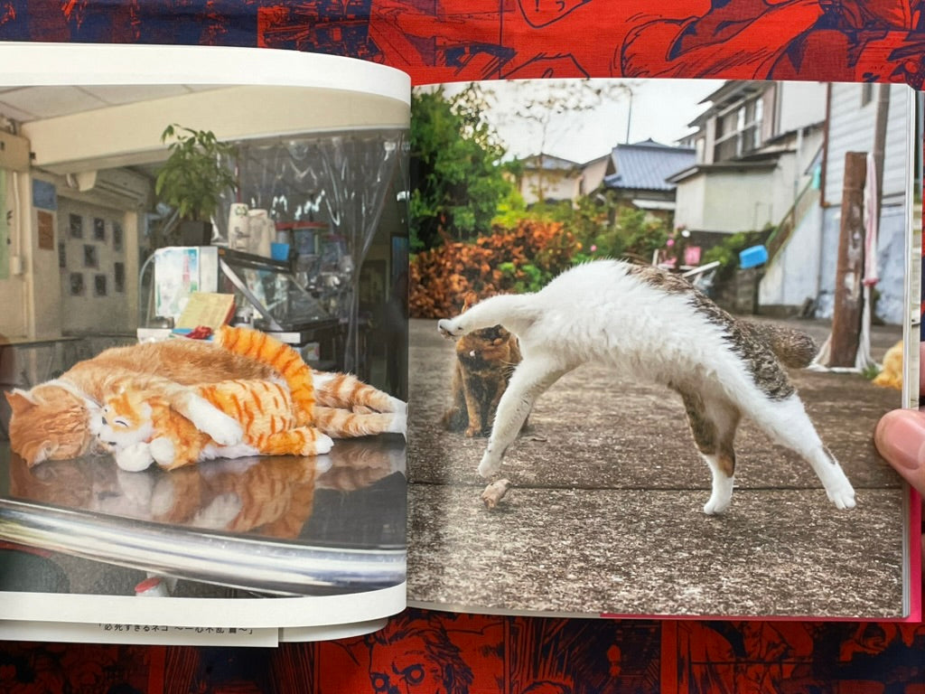 Too Desperate Cats - Single-Minded Edition by Oki Masayuki (2022)