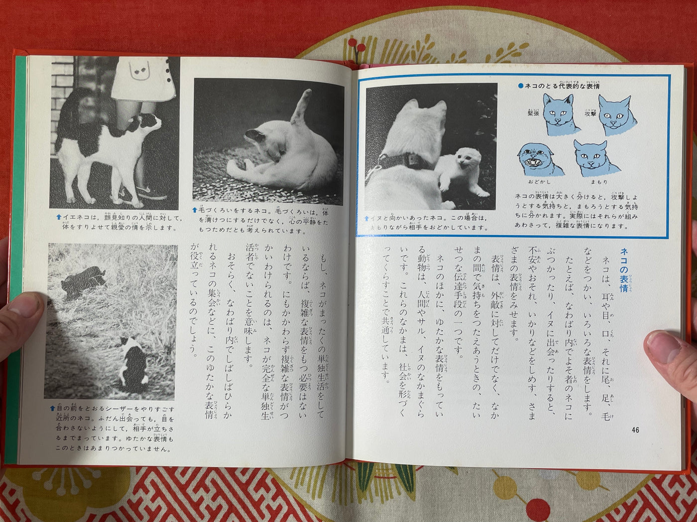 Cat's Life - Hardcover by Yoshino Shin (1980)