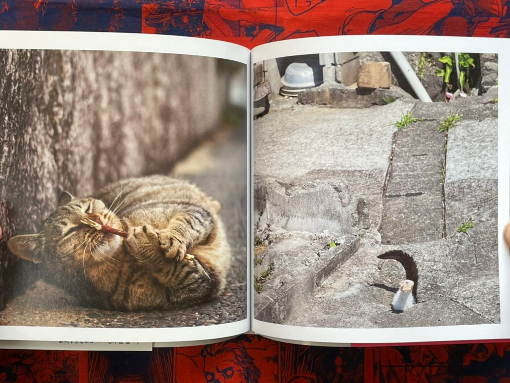 Too Desperate Cats - Single-Minded Edition by Oki Masayuki (2022)