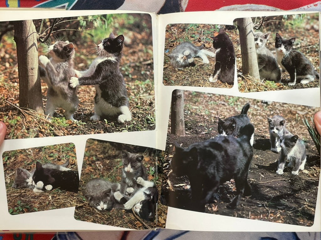Carefree Japanese Cats - Hardcover by Honda Nobuo (1977)-thumbmail-5
