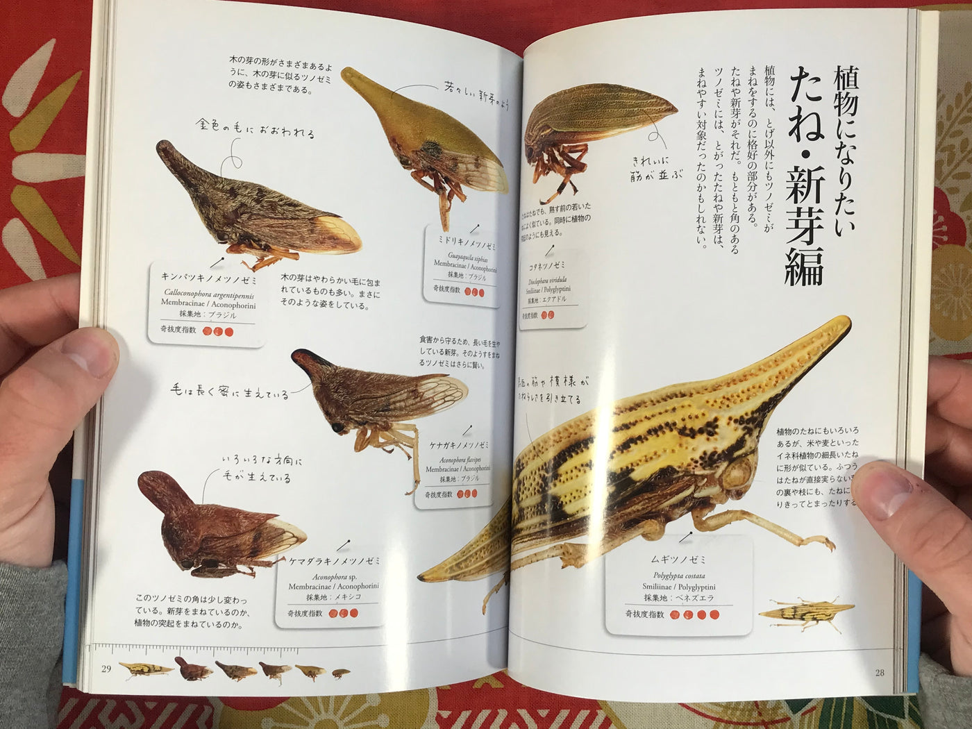 Treehoppers - Incredible Insects by Munetoshi Maruyama