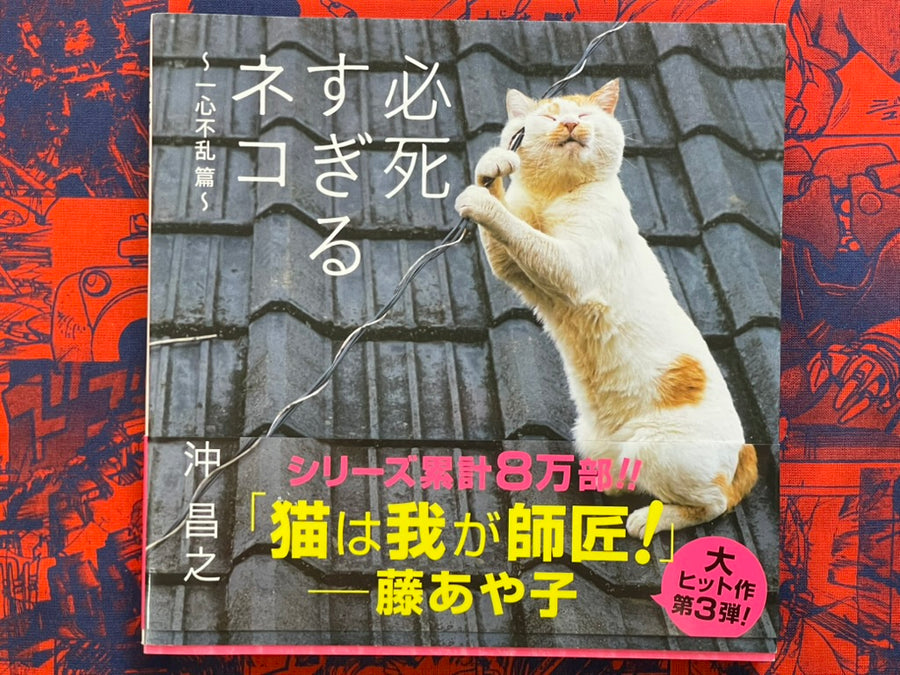 Too Desperate Cats - Single-Minded Edition by Oki Masayuki (2022)