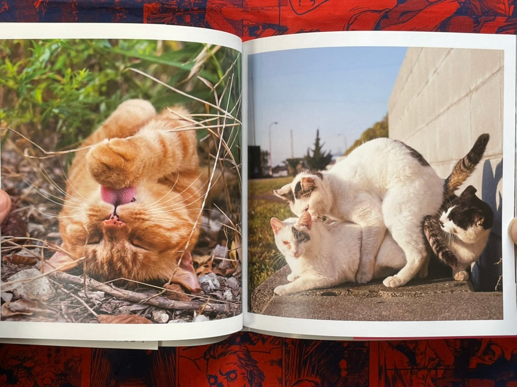 Too Desperate Cats - Single-Minded Edition by Oki Masayuki (2022)