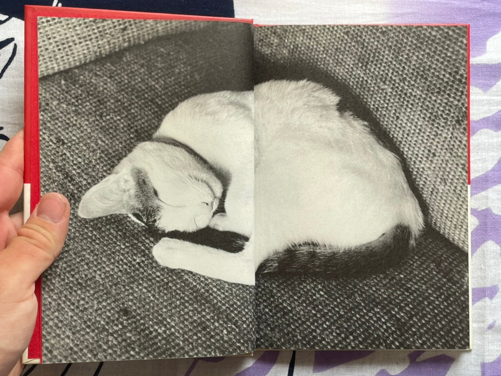 Chiro, My Love - Hardcover by Nobuyoshi Araki (1990)
