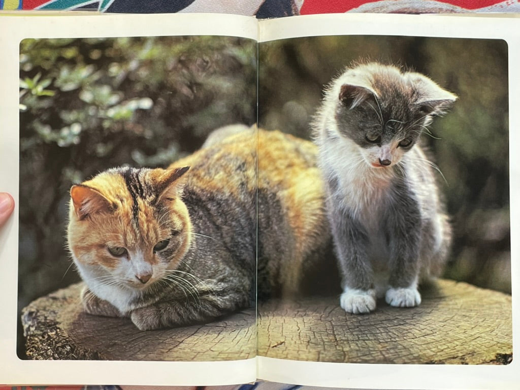 Carefree Japanese Cats - Hardcover by Honda Nobuo (1977)-thumbmail-4