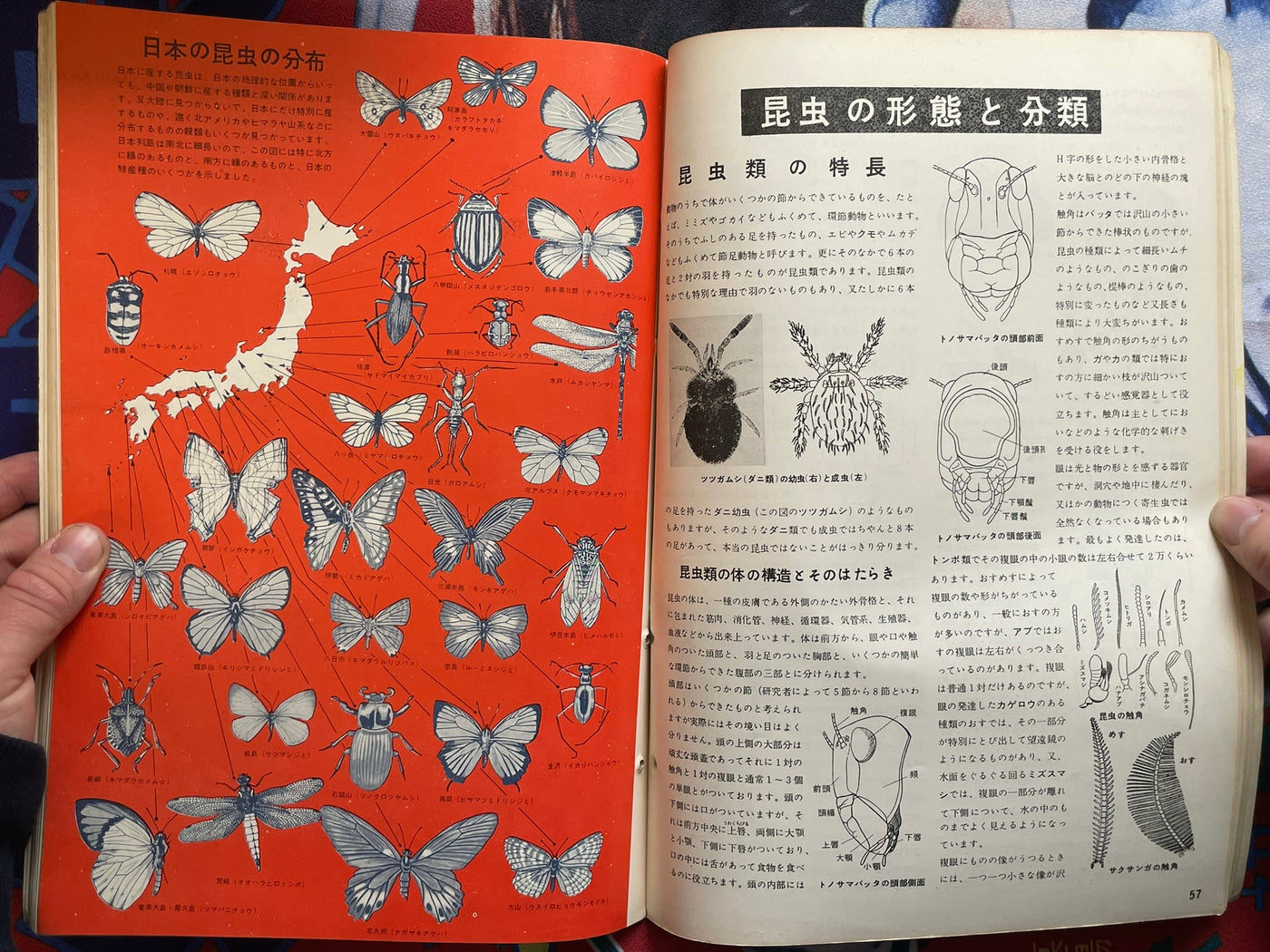 The Science Graph Vol. 6: Insect Special Edition (1962)