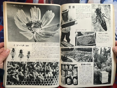 The Science Graph Vol. 6: Insect Special Edition (1962)